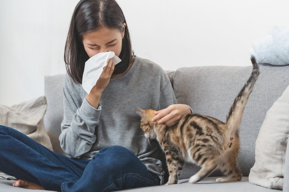 Asian woman on couch sneezing as she pets her cat.